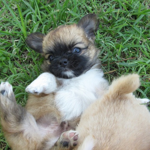 Volk
