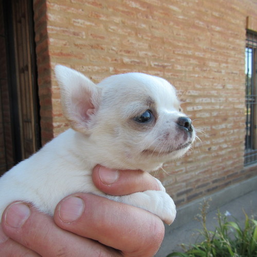 Bamsi