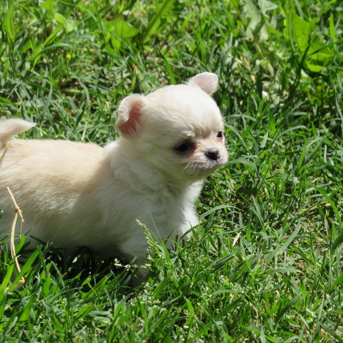 Blanca